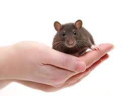 موش آزمایشگاهی در دستان آزمایشگر